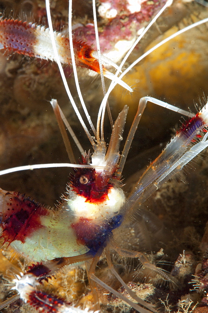 Cleaner shrimp (Stenopus hispidus), Sulawesi, Indonesia, Southeast Asia, Asia