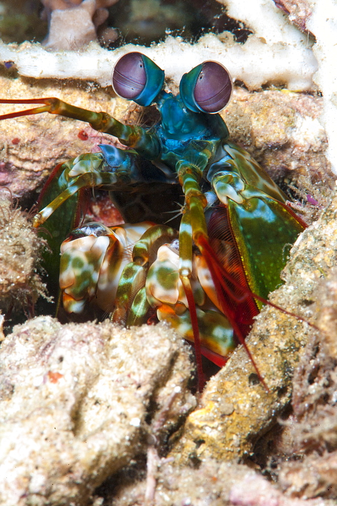 Mantis shrimp (Odontodactylus scyllarus), Sulawesi, Indonesia, Southeast Asia, Asia