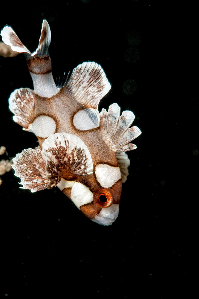 Juvenile harlequin sweetlips (Plectorhinchus chaetodonoides), Sulawesi, Indonesia, Southeast Asia, Asia