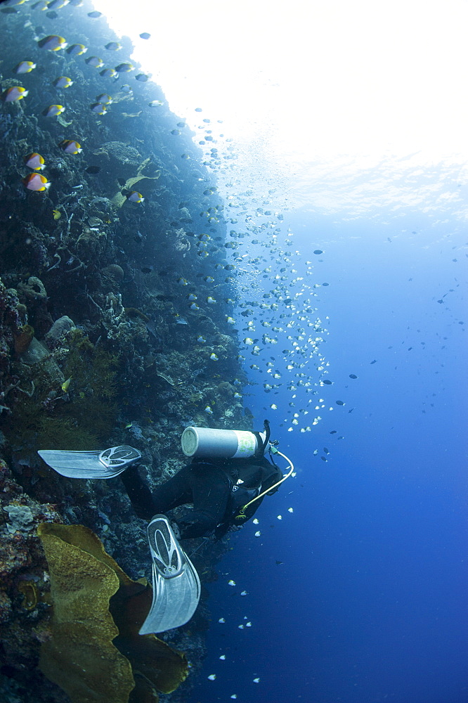 Diver swimming along a wall at Bunaken, Sulawesi, Indonesia, Southeast Asia, Asia