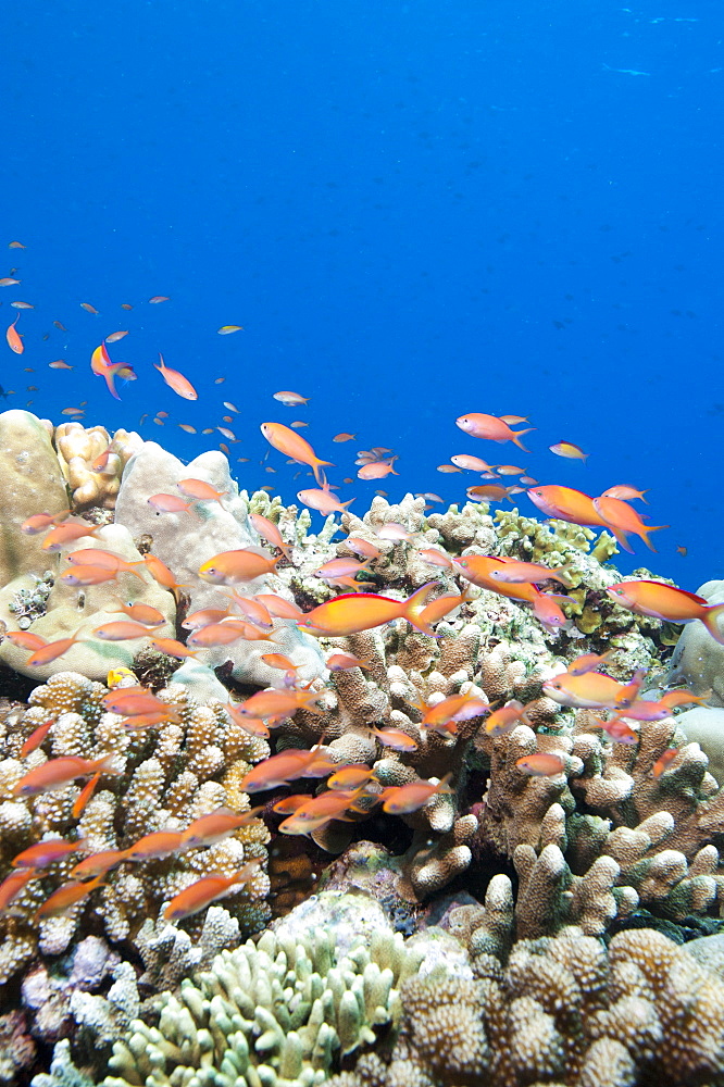 Reef with male and female redfin anthias (Pseudanthias dispar), Sulawesi, Indonesia, Southeast Asia, Asia