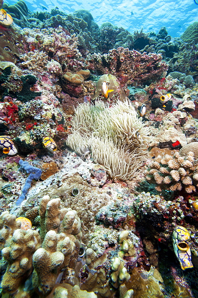 Reef scene, Sulawesi, Indonesia, Southeast Asia, Asia