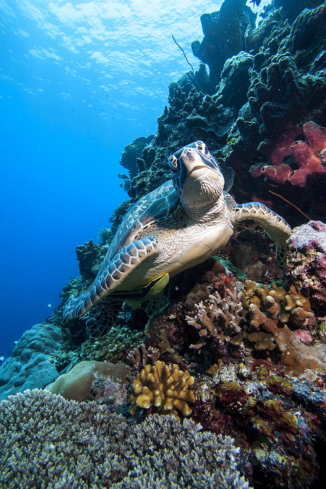 Green turtle (Chelonia mydas), Sulawesi, Indonesia, Southeast Asia, Asia