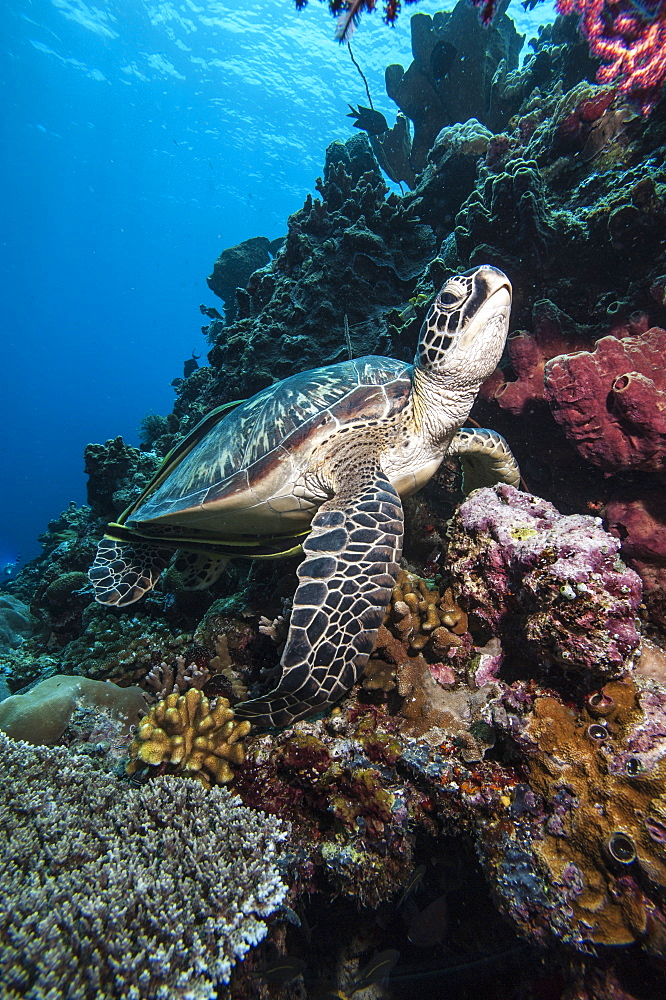 Green turtle (Chelonia mydas), Sulawesi, Indonesia, Southeast Asia, Asia