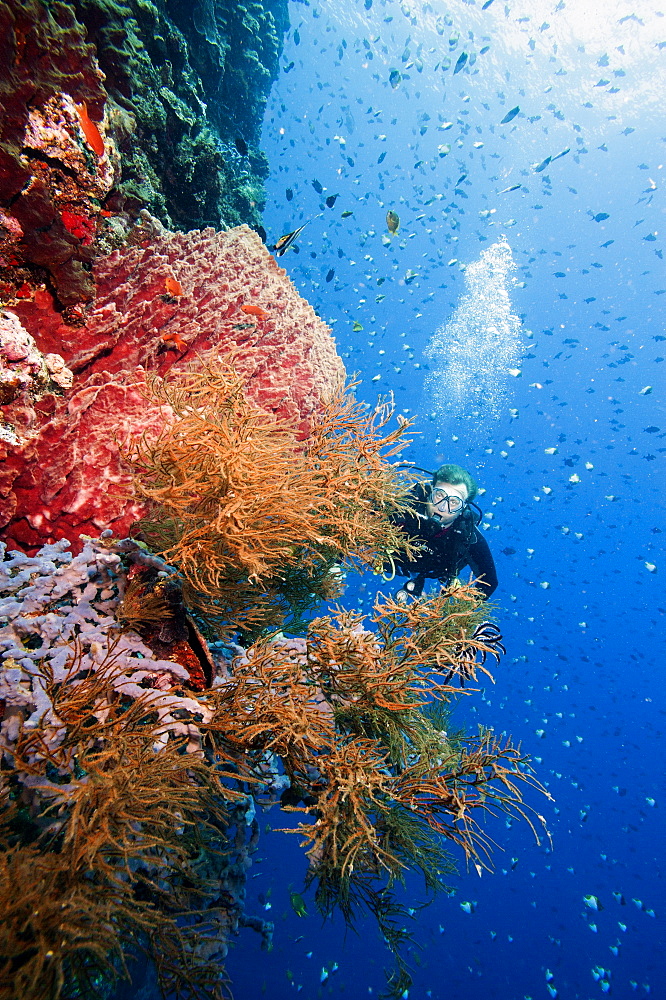 Diver swimming along a wall at Bunaken, Sulawesi, Indonesia, Southeast Asia, Asia