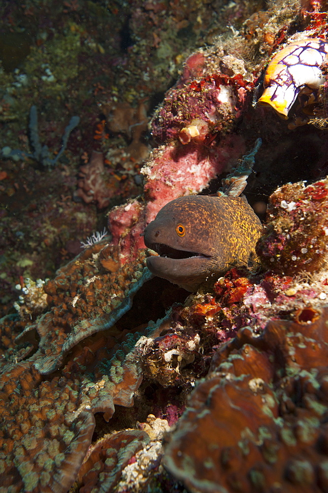 Yellow margined moray eel (Gymnothorax flavimarginatus), Sulawesi, Indonesia, Southeast Asia, Asia