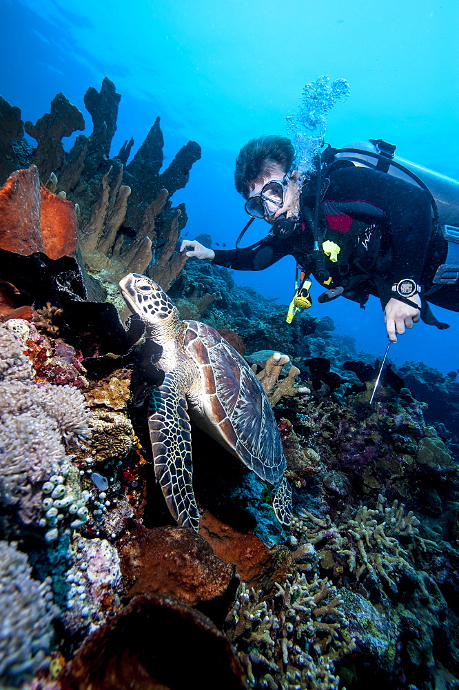 Diver and green turtle (Chelonia mydas), Sulawesi, Indonesia, Southeast Asia, Asia