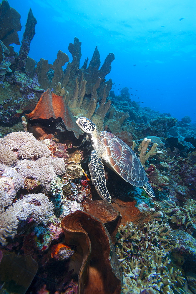 Green turtle (Chelonia mydas), Sulawesi, Indonesia, Southeast Asia, Asia