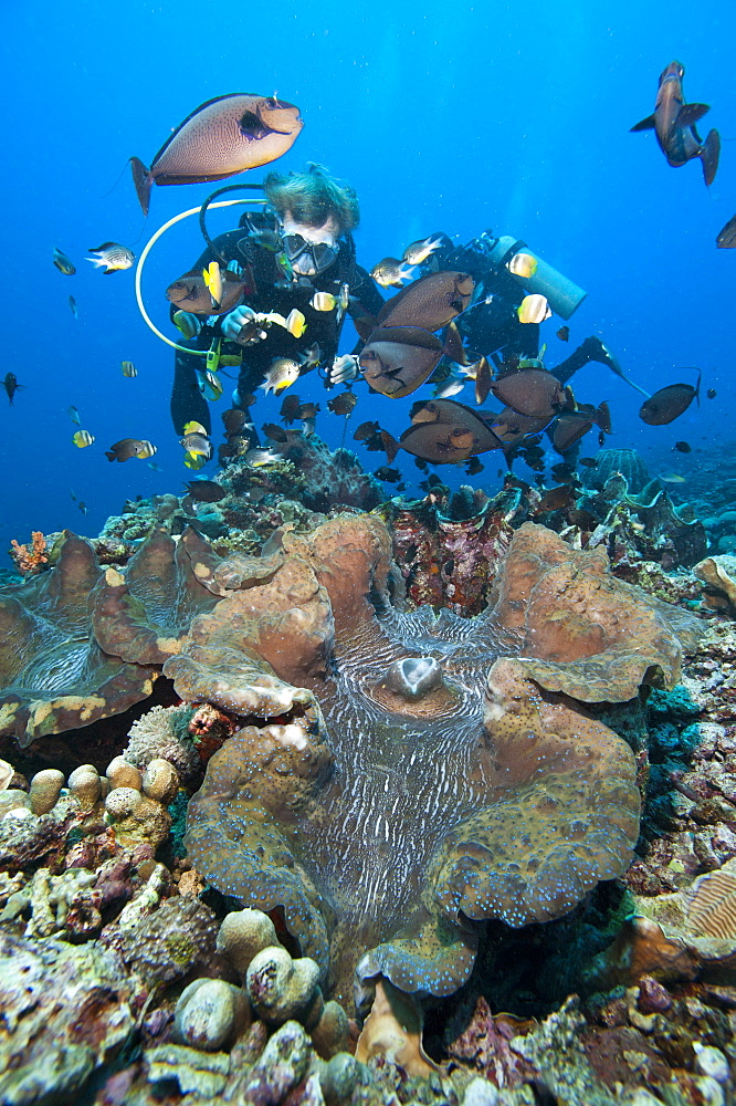 Giant clam and vlaming's unicorn fish (Naso vlamingii), Sulawesi, Indonesia, Southeast Asia, Asia