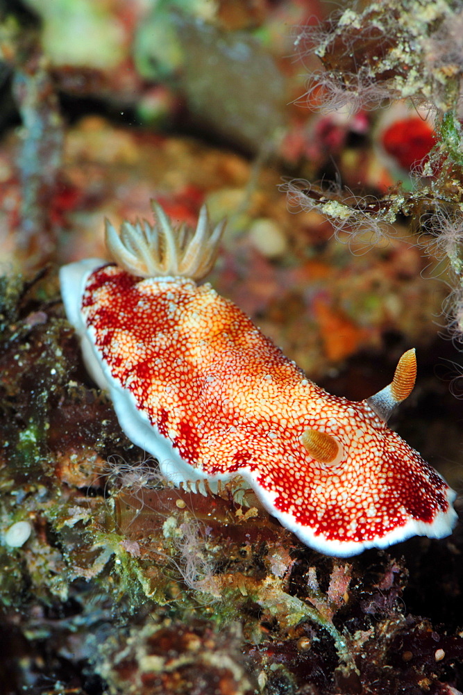 Undescribed chromodoris sp 7 nudibranch, Philippines, Southeast Asia, Asia