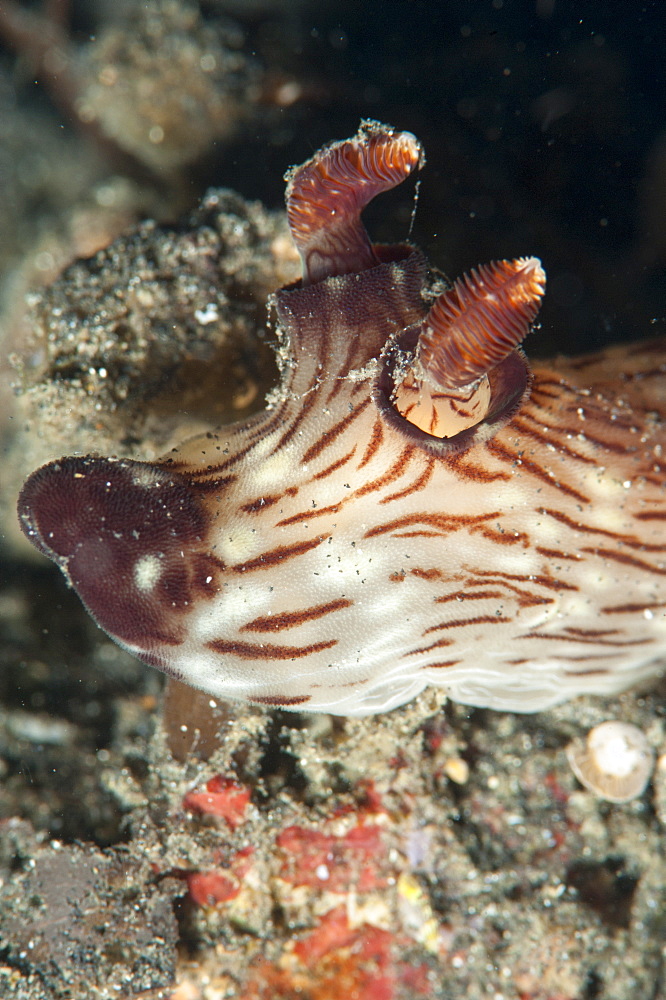 Jorunna rubescens nudibranch, Sulawesi, Indonesia, Southeast Asia, Asia