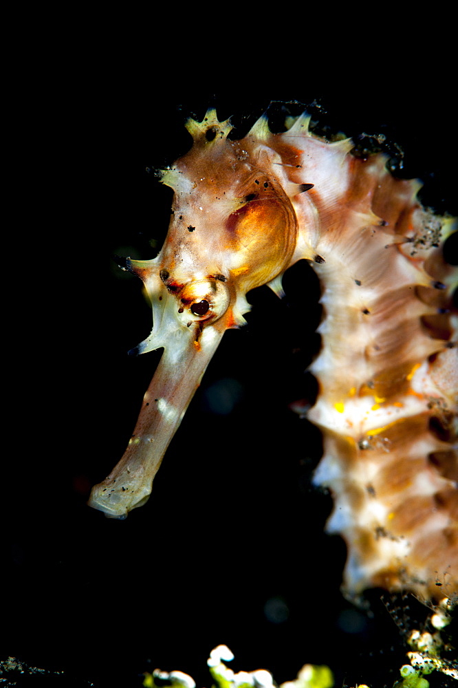 Thorny seahorse (Hippocampus hystrix), Sulawesi, Indonesia, Southeast Asia, Asia