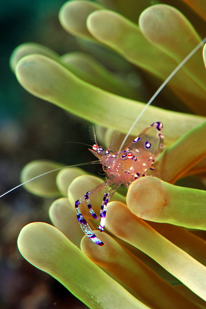 Anemone shrimp (periclimenes holtuisi), Philippines, Southeast Asia, Asia