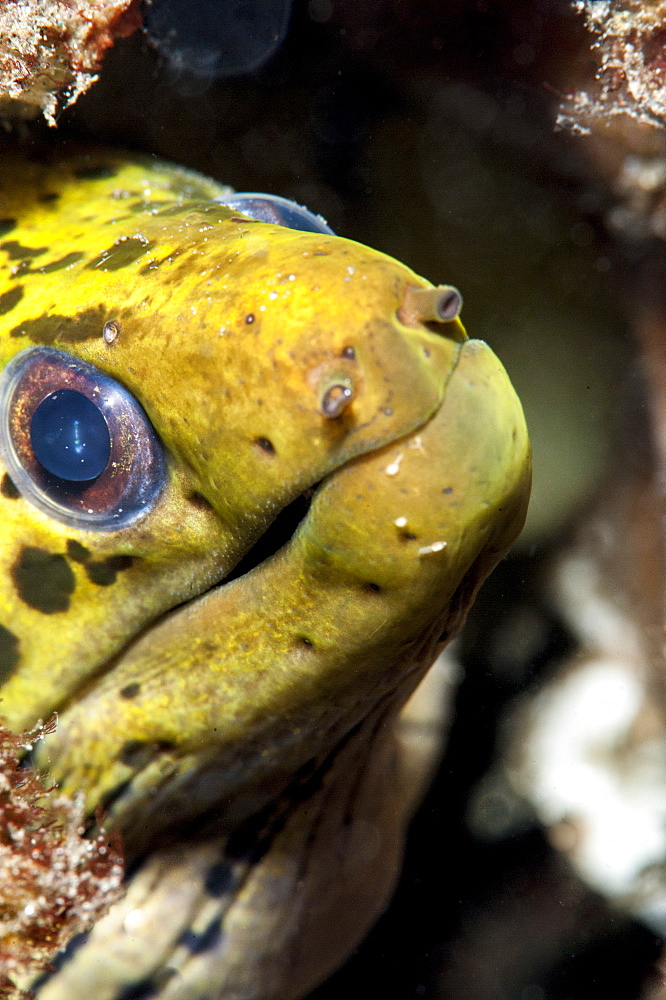 Undulated moray eel (Gymnothorax undulatus), Sulawesi, Indonesia, Southeast Asia, Asia