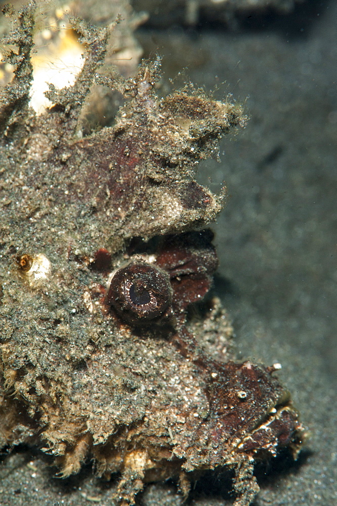 Ambon scorpionfish (Pteroidichthys amboinensis), Sulawesi, Indonesia, Southeast Asia, Asia