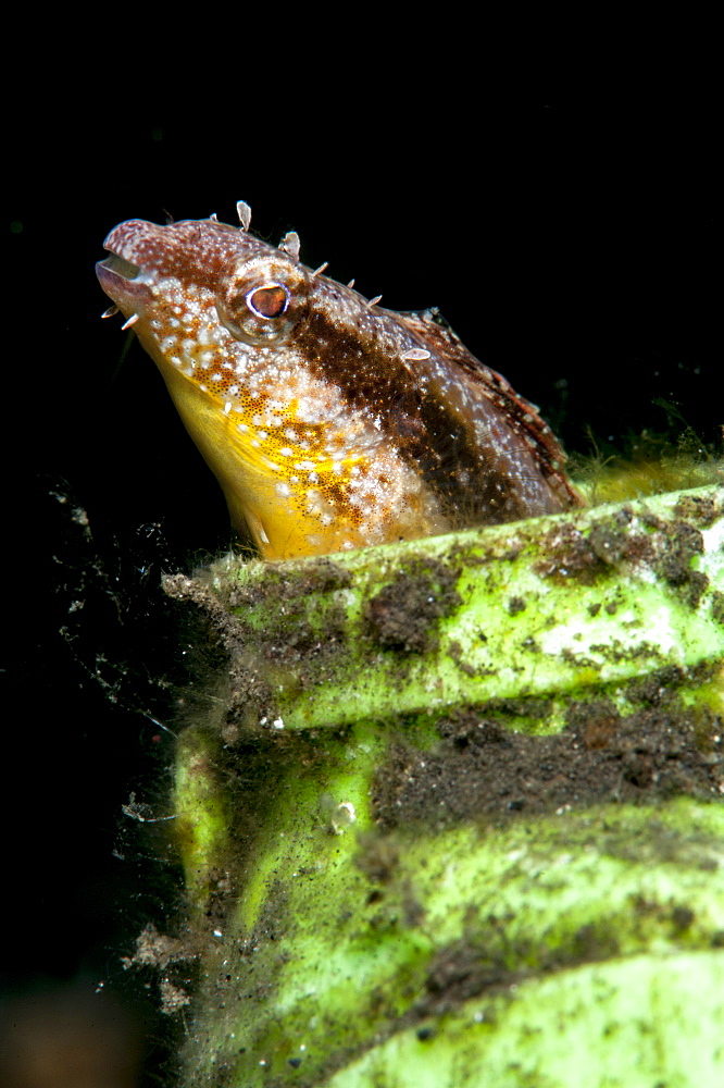 Variable fangblenny (Petroscirtes variablilis), Sulawesi, Indonesia, Southeast Asia, Asia