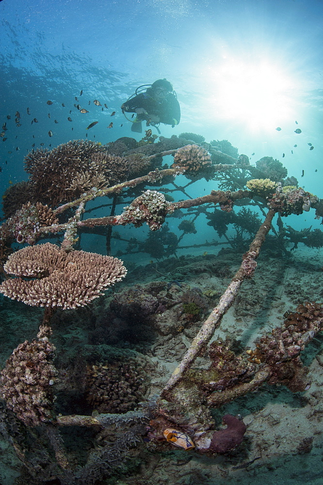 Coral encrusted biosphere in the marine reserve at Gangga Island, Sulawesi, Indonesia, Southeast Asia, Asia