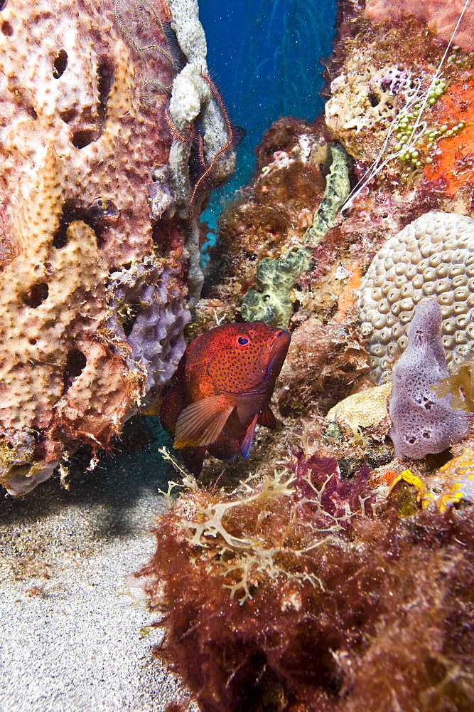 Coney (Cephalopholis fulva), St. Lucia, West Indies, Caribbean, Central America