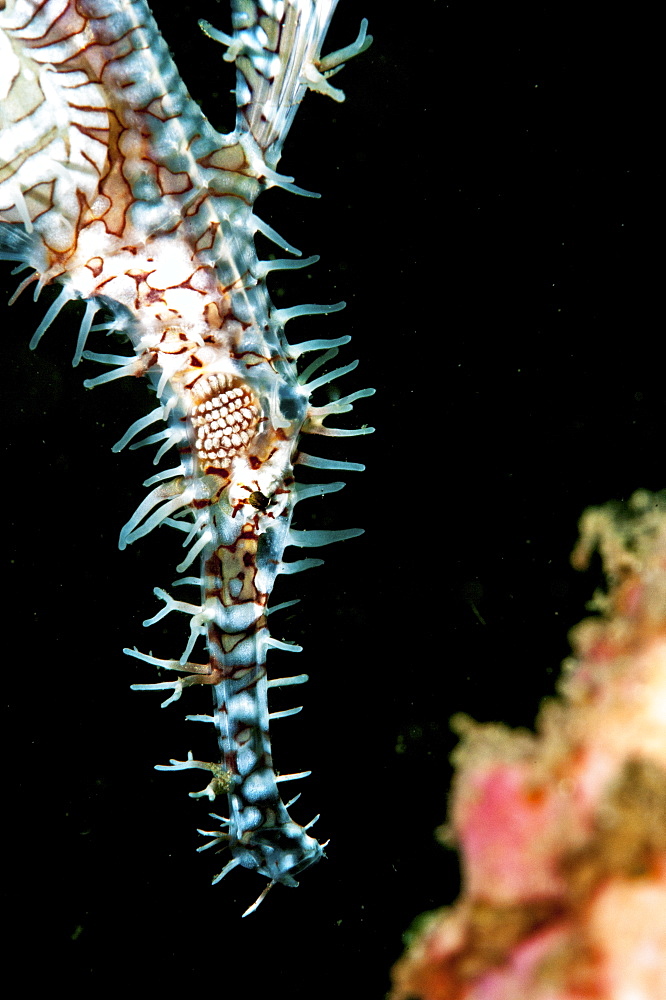 Ornate ghostpipefish (Solenostomus paradoxus) female, Sulawesi, Indonesia, Southeast Asia, Asia