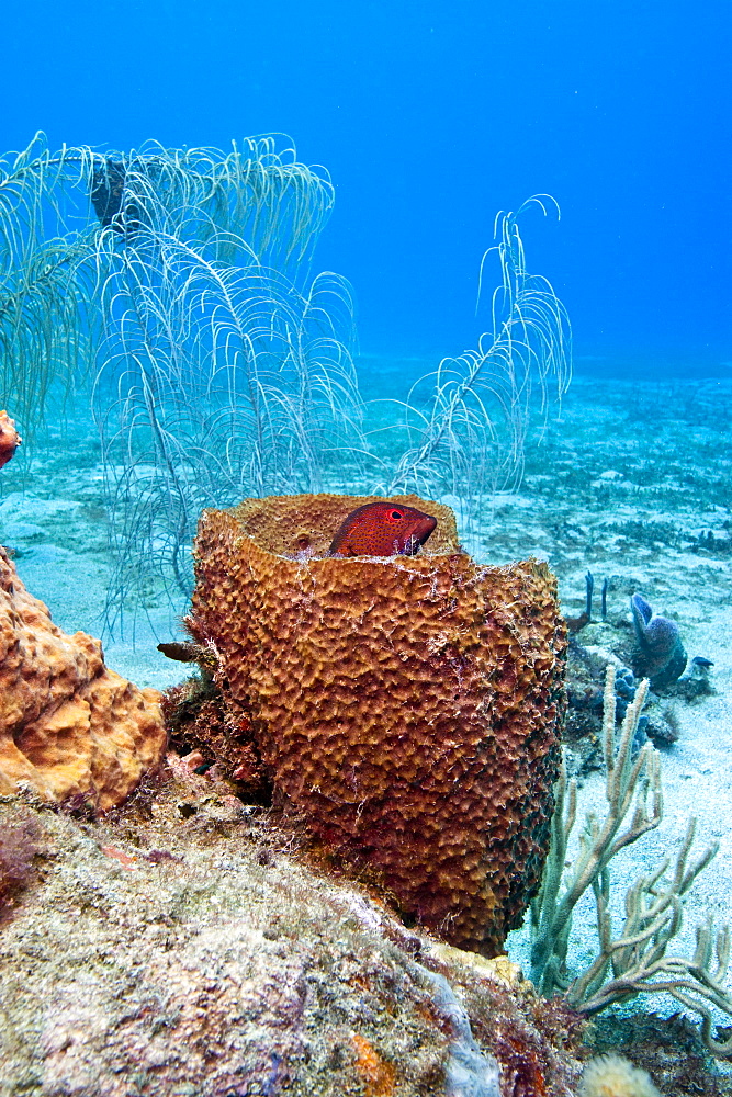 Coney (Cephalopholis fulva), in a barrel sponge, St. Lucia, West Indies, Caribbean, Central America