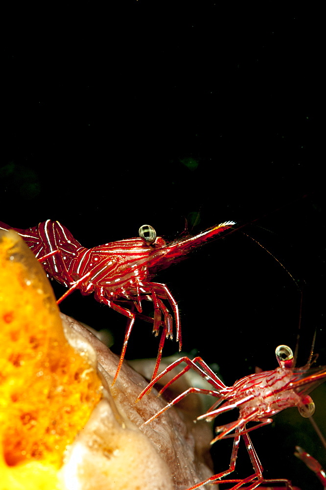 Hinge beak shrimp (Rhynchocinete durbanensis), Sulawesi, Indonesia, Southeast Asia, Asia