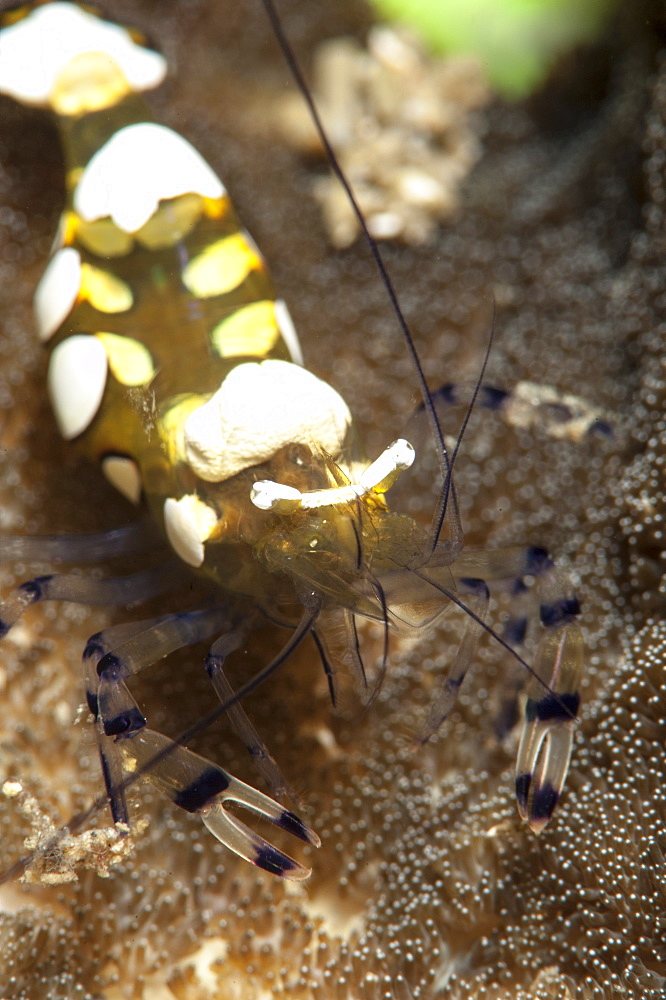 Anemone shrimp (Periclimenes brevicarpalis), Sulawesi, Indonesia, Southeast Asia, Asia