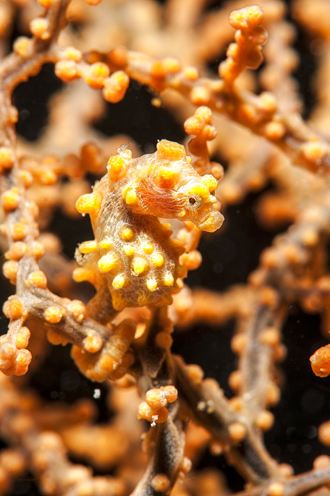 Yellow pygmy seahorse (Hippocampus bargibanti), Sulawesi, Indonesia, Southeast Asia, Asia