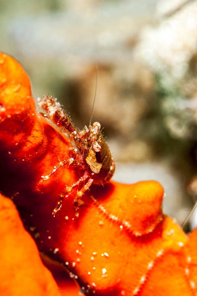 Squat lobster (Galathea sp.), Sulawesi, Indonesia, Southeast Asia, Asia