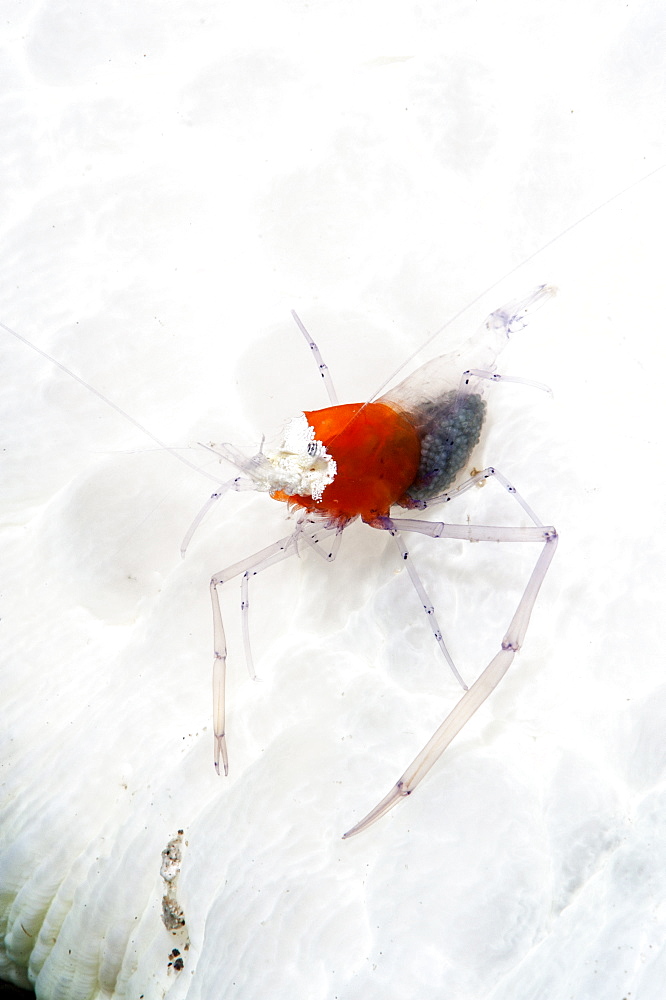 Commensal shrimp (Periclimenes kororensis), Sulawesi, Indonesia, Southeast Asia, Asia