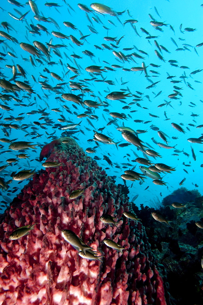 Reef scene with vase sponge and school of fish, Thailand, Southeast Asia, Asia