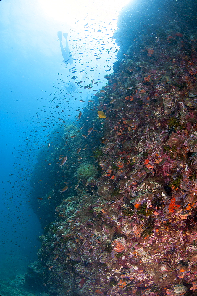 Chumporn Pinnacle reef scene, Thailand, Southeast Asia, Asia