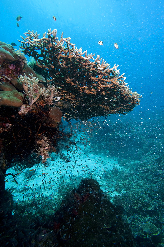 Reef scene, Komodo, Indonesia, Southeast Asia, Asia