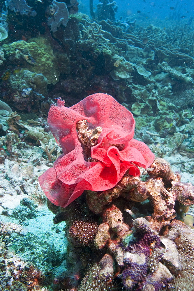 Nudibranch eggs, Komodo, Indonesia, Southeast Asia, Asia