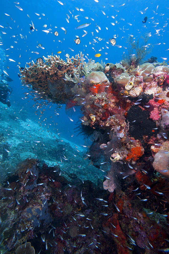 Reef scene, Komodo, Indonesia, Southeast Asia, Asia