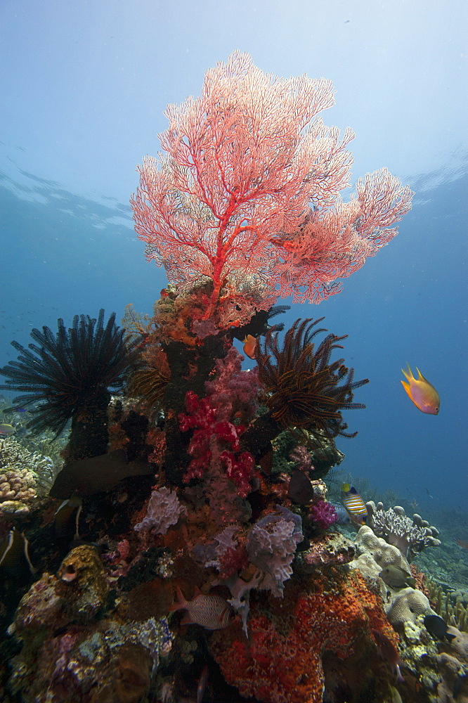 Reef scene with sea fan, Komodo, Indonesia, Southeast Asia, Asia