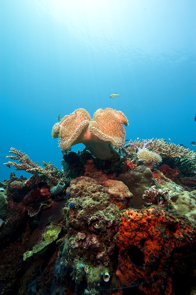 Reef scene with soft coral, Komodo, Indonesia, Southeast Asia, Asia