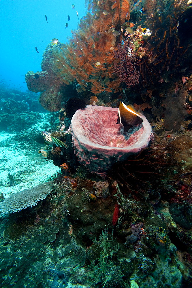 Humphead bannerfish (Heniochus varius) in a giant vase sponge, Komodo, Indonesia, Southeast Asia, Asia