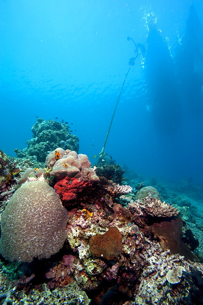 Reef scene, Komodo, Indonesia, Southeast Asia, Asia