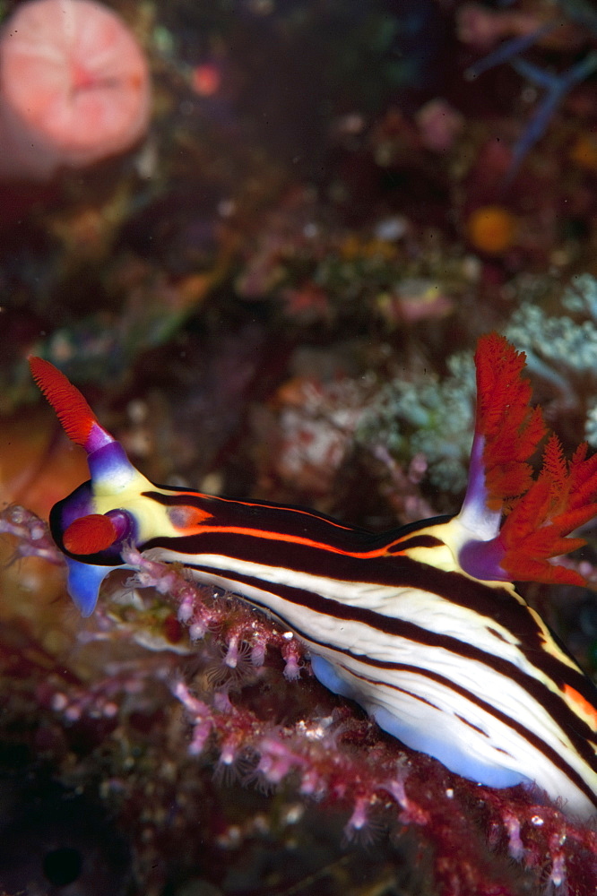 Nembrotha purpureolineata nudibranch, Komodo, Indonesia, Southeast Asia, Asia