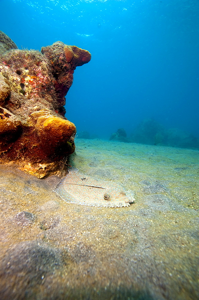 A rare maculated flounder (Bothus maculiferus), Dominica, West Indies, Caribbean, Central America