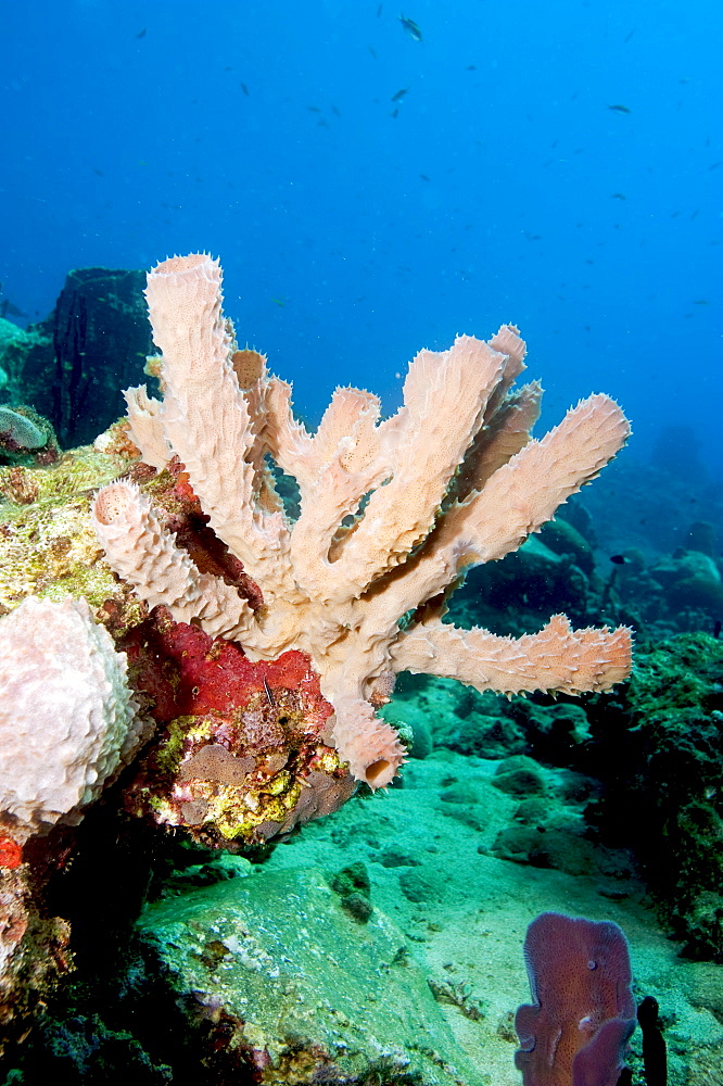 Yellow tube sponge (Aplysina fistularis), Dominica, West Indies, Caribbean, Central America