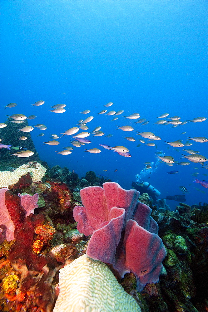 Reef scene with sponges, Dominica, West Indies, Caribbean, Central America