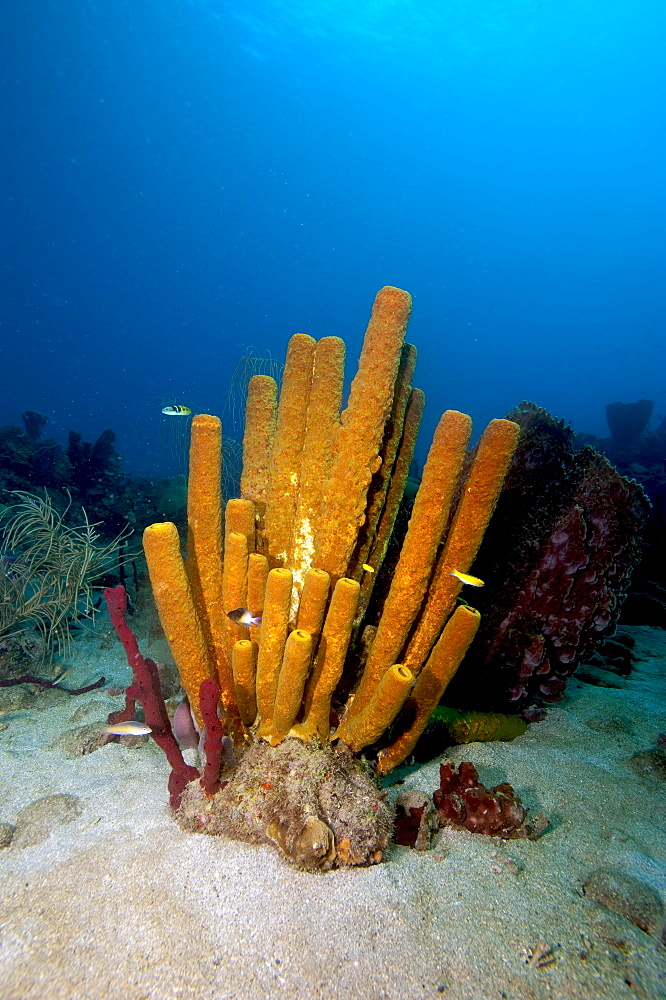 Yellow tube sponge (Aplysina fistularis), Dominica, West Indies, Caribbean, Central America