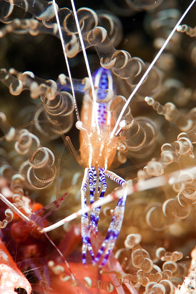 Pederson cleaner shrimp (Periclimenes pedersoni), Dominica, West Indies, Caribbean, Central America