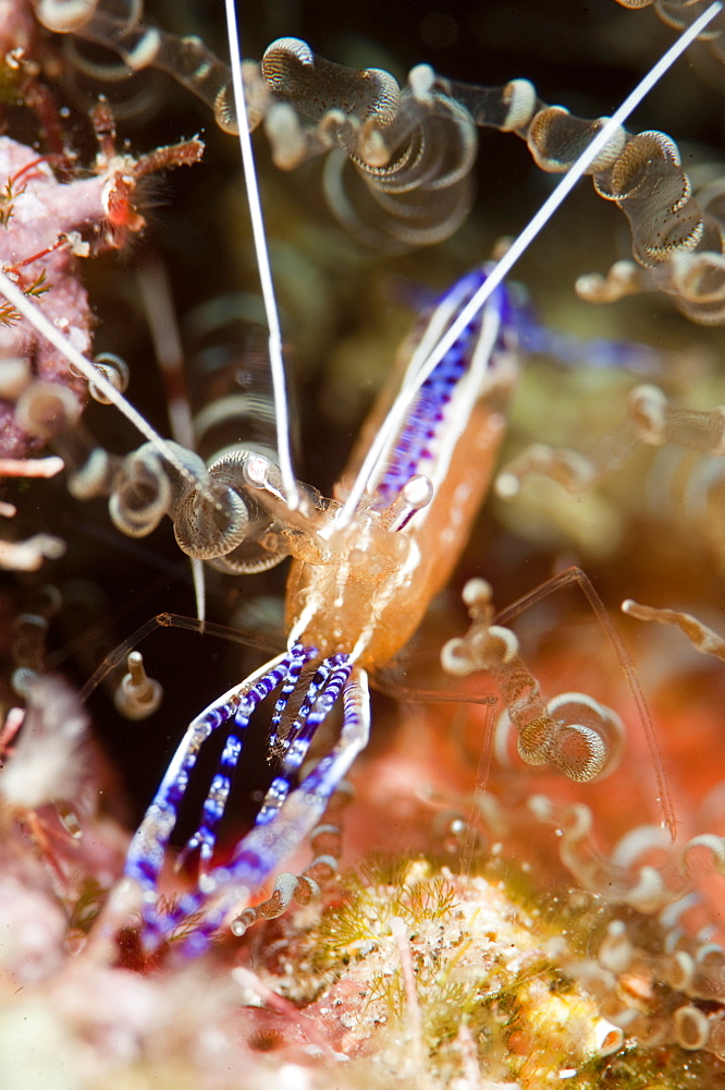 Pederson cleaner shrimp (Periclimenes pedersoni), Dominica, West Indies, Caribbean, Central America