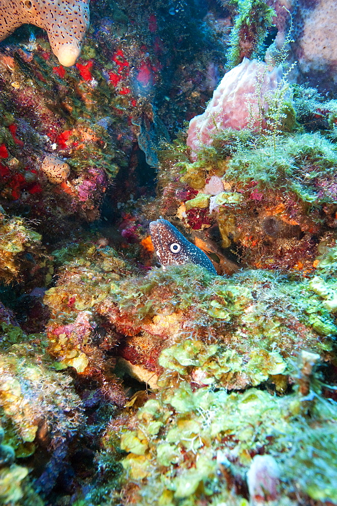 Spotted moray eel (Gymnothorax moringa) in a colourful healthy reef, Dominica, West Indies, Caribbean, Central America