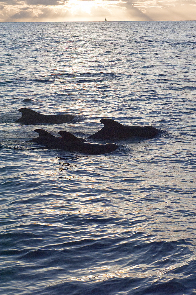 Pilot whales off the coast of Dominica, West Indies, Caribbean, Central America