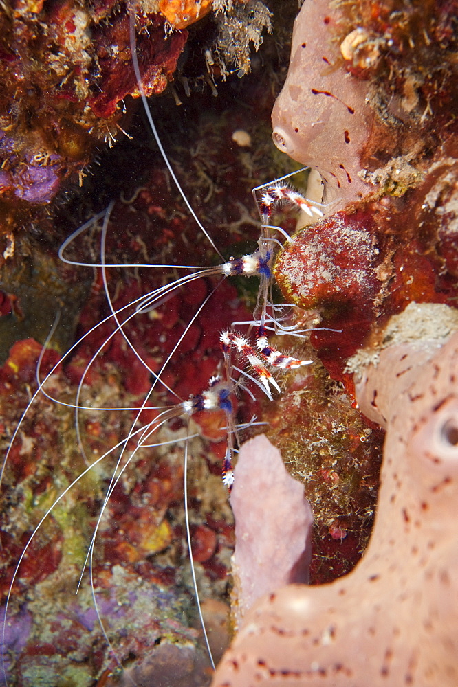 Banded coral shrimp (Stenopus hispidus), Dominica, West Indies, Caribbean, Central America