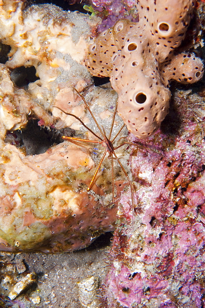 Yellowline arrow crab (Stenorhynchus seticornis), Dominica, West Indies, Caribbean, Central America