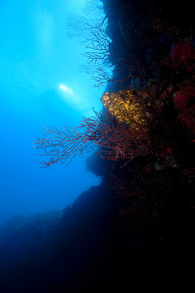 Reef scene, Dominica, West Indies, Caribbean, Central America